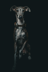 Italian Greyhound