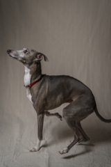 Italian Greyhound
