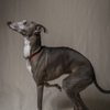 Italian Greyhound