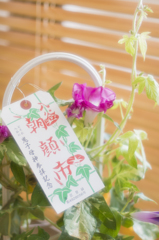 お目覚めの朝の顔