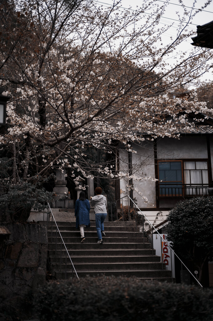 咲き始め