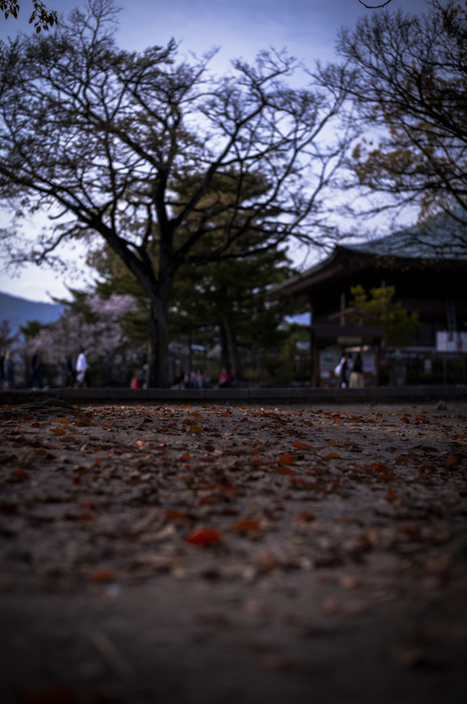 深深と
