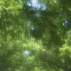 単玉の世界3