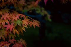色づき
