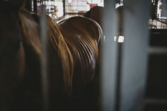 Thoroughbred