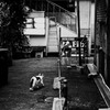 街ネコ