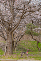 お花見日和