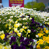 Hiroshima Flower Festival①