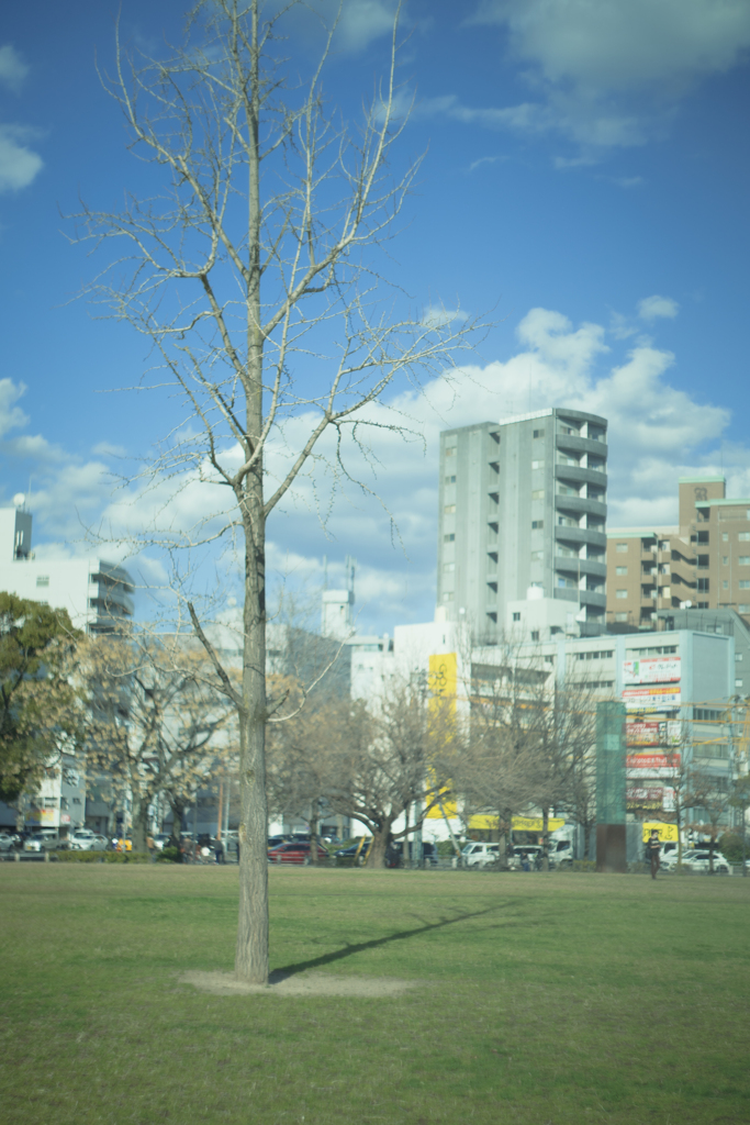 平日の公園と光と生命