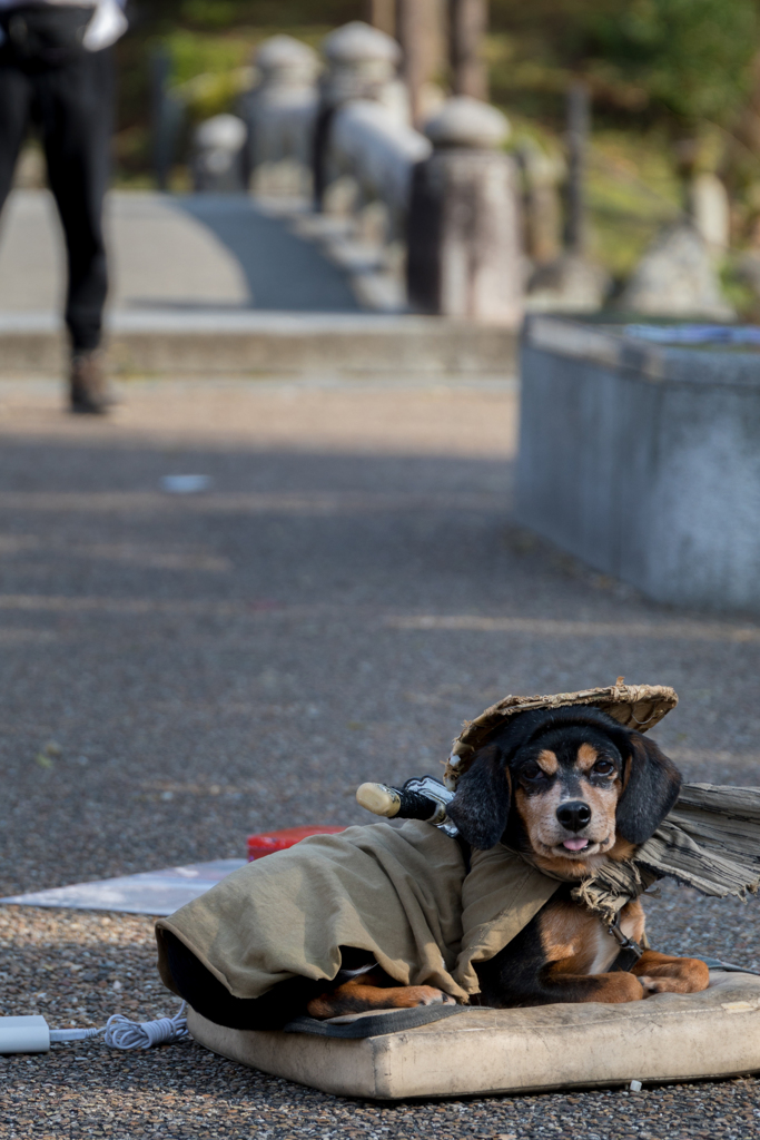 侍犬