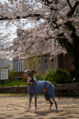 さくら公園