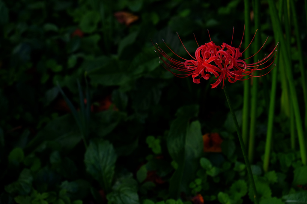深紅。