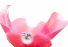 珍しい花