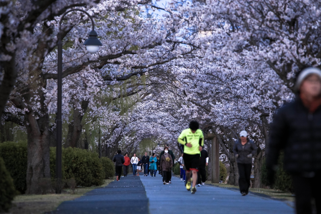 桜のトンネル