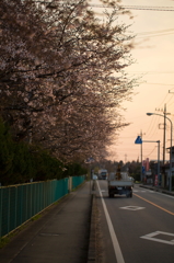 ４分咲きかな。。