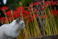 彼岸花と風邪引猫