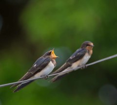 吟じます