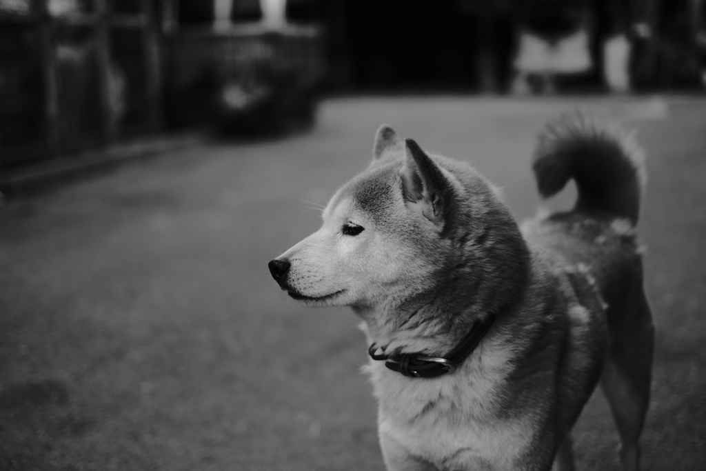 横顔