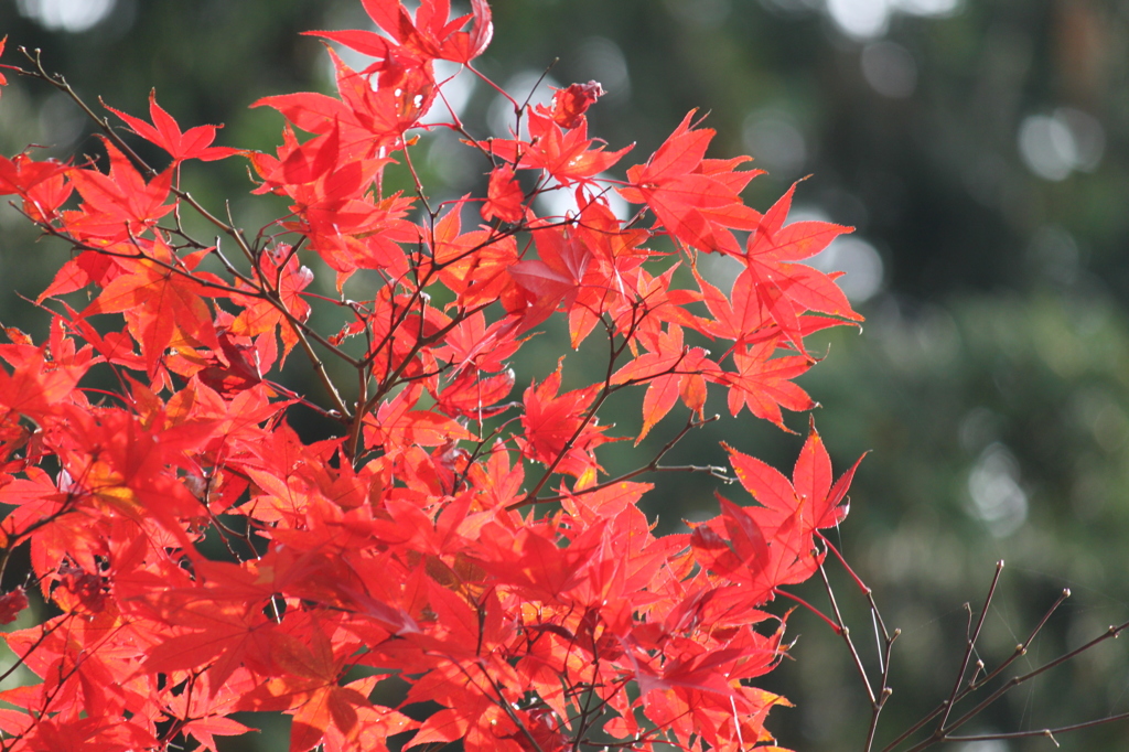 201511小さな秋1