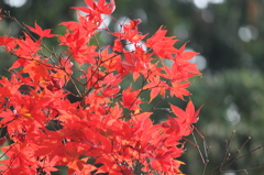 201511小さな秋1