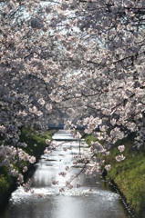 2015木屋川の桜2