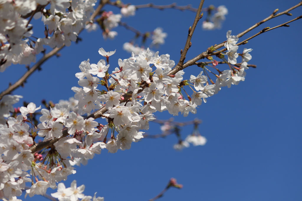 2015木屋川の桜1