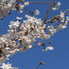 2015木屋川の桜1