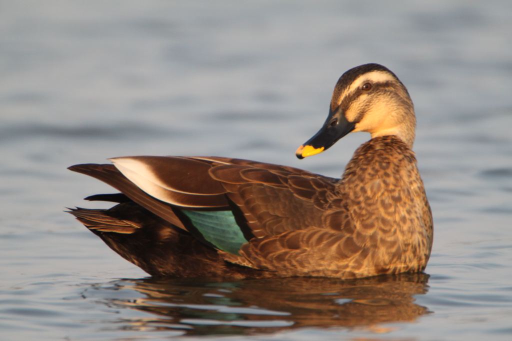 カルガモさん3_テレコンx2