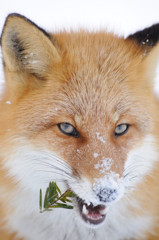 WILD FOX