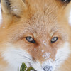 WILD FOX