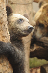 エゾヒグマの赤ちゃん