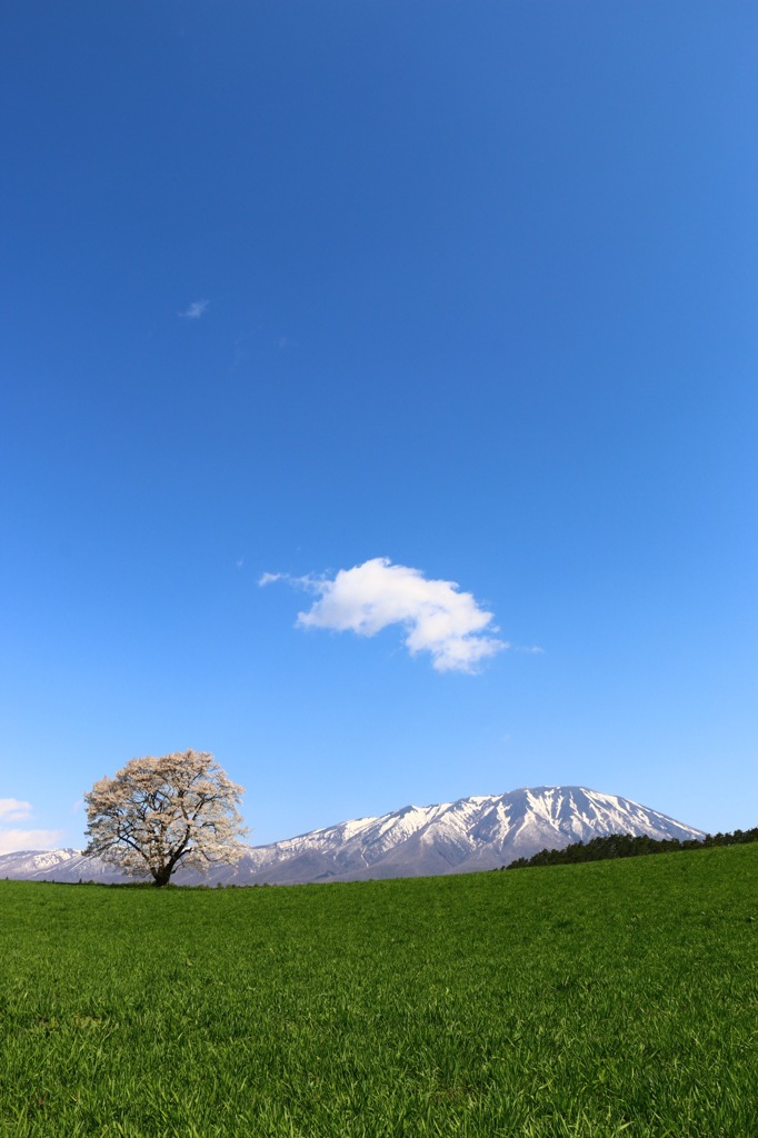 一本桜