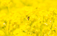 菜の花