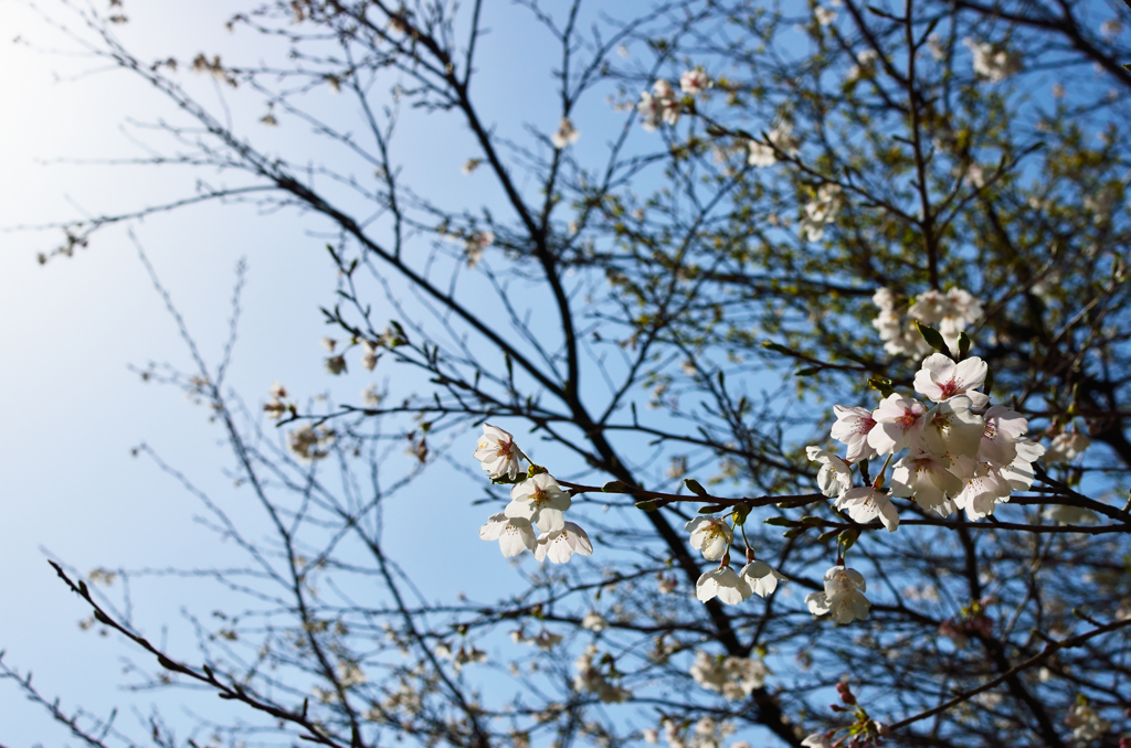 桜