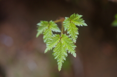 岩陰にひっそりと