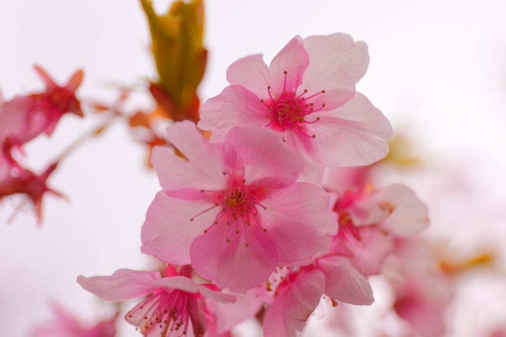 伊東小室桜