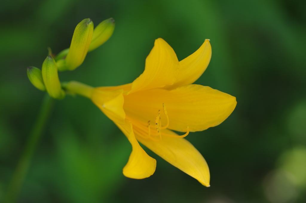 ニッコウキスゲ