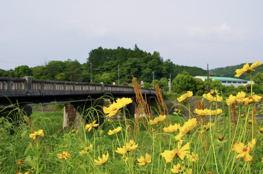 たもとの花