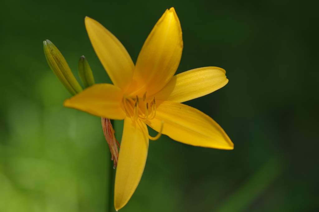 ニッコウキスゲ2