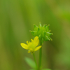 野の花