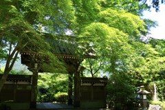 グリーンカーテン