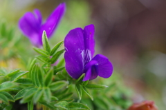 オヤマノエンドウ