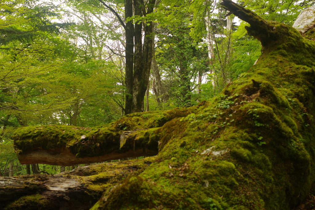 富士山一合目散策