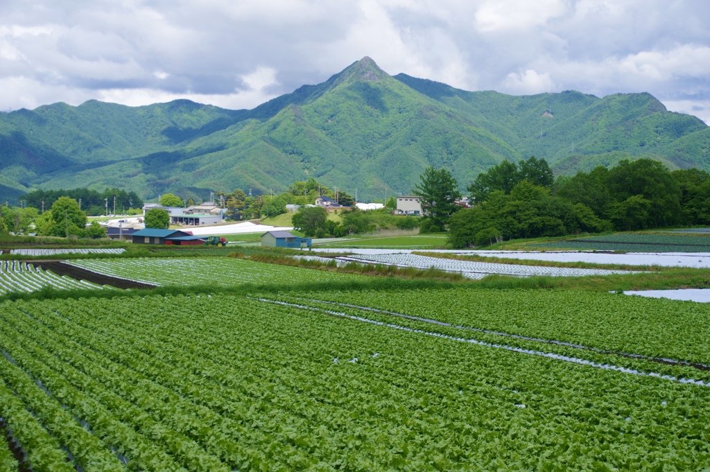 レタス畑