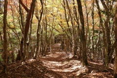 色付く登山道