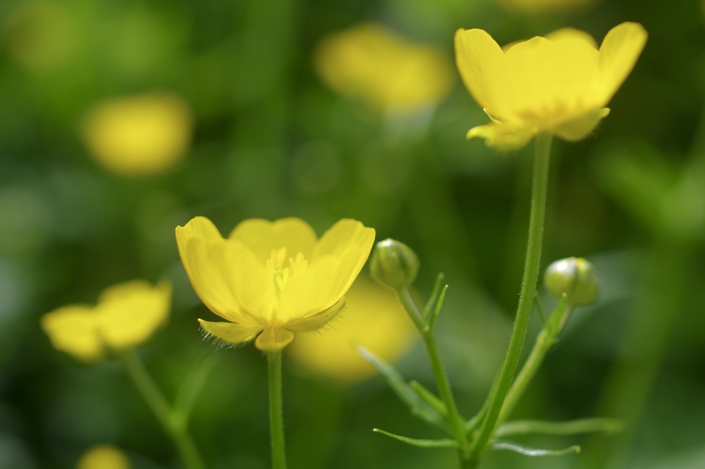 ミヤマキンポウゲ
