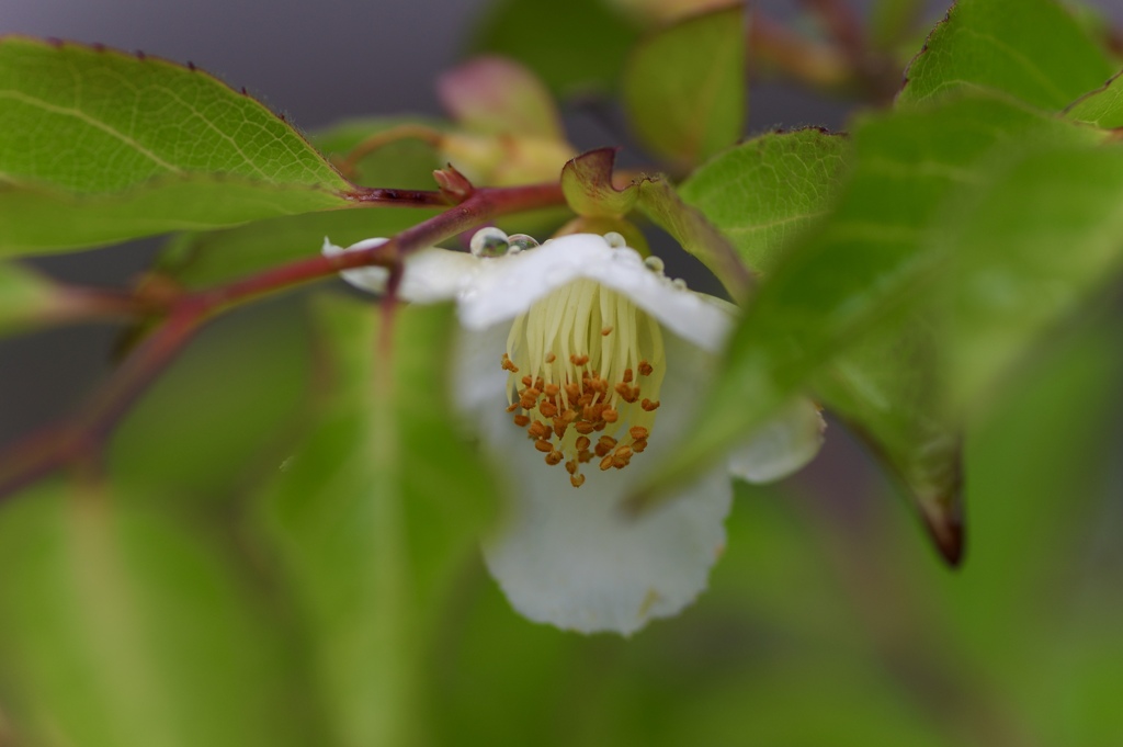 雨上がりの姫沙羅