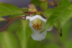 雨上がりの姫沙羅
