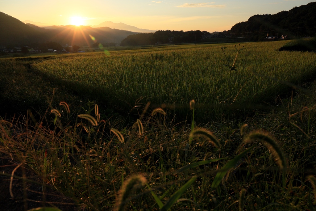 朝日浴びる田園