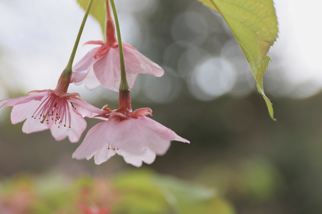 葉桜